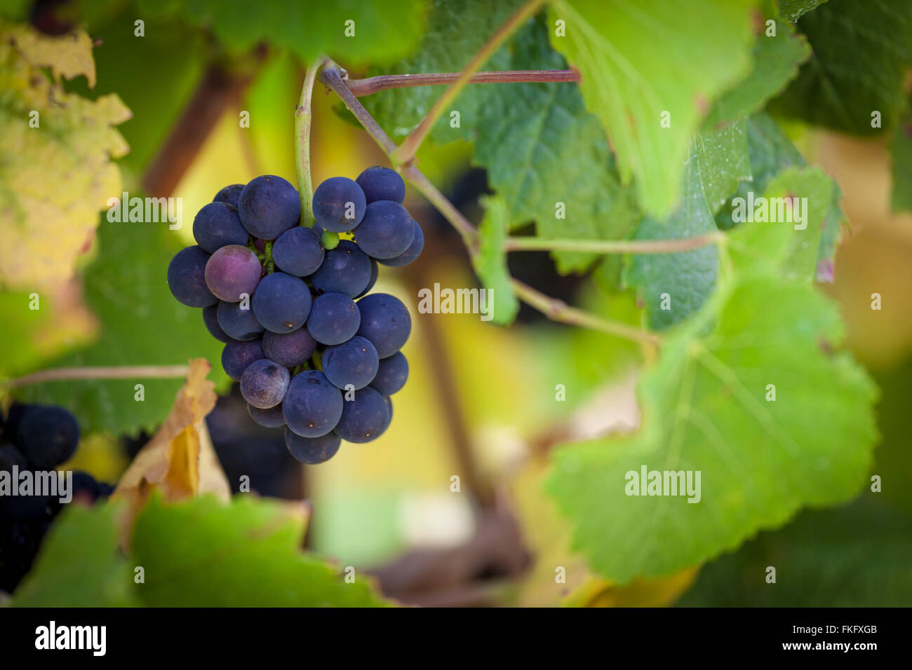 Mazzetto di vino rosso uva appeso dalla vigna Foto Stock