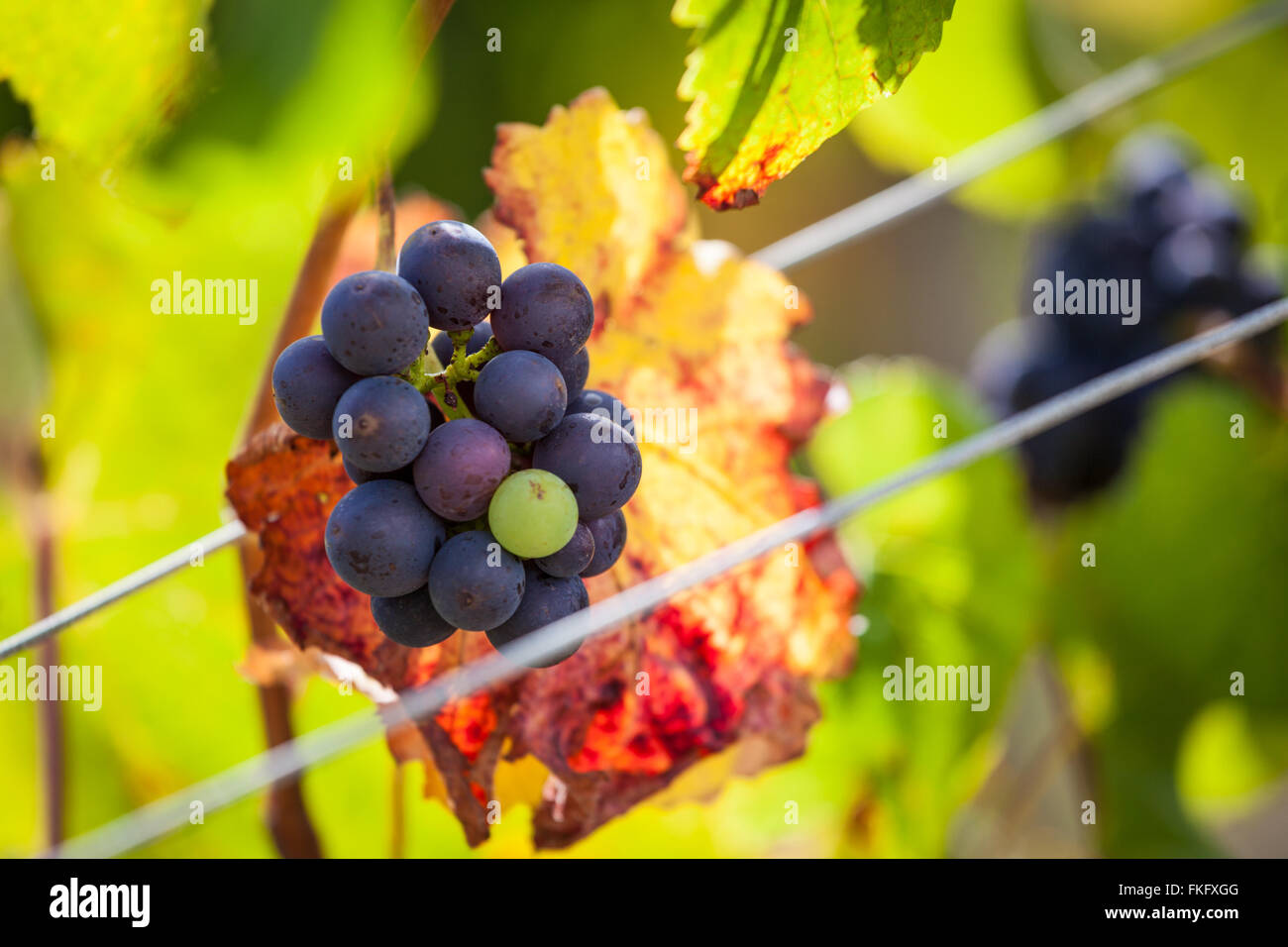 Mazzetto di vino rosso uva appeso dal vitigno con una bella illuminazione calda Foto Stock