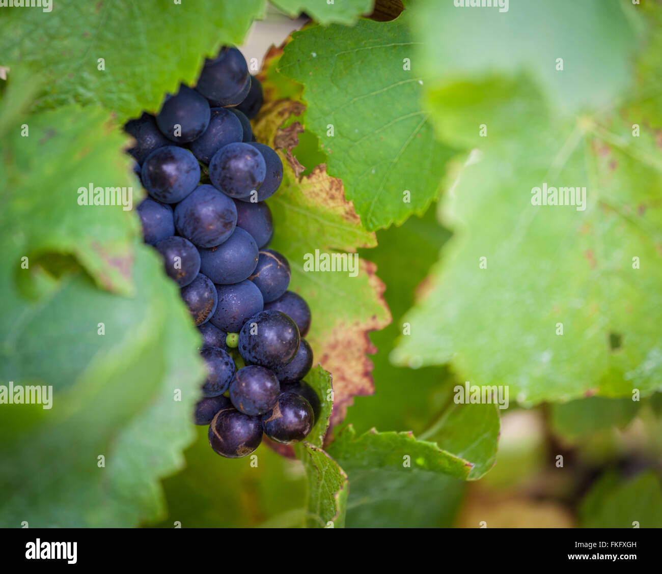 Mazzetto di ripe rosso uva da vino nascondere in foglie di vite Foto Stock