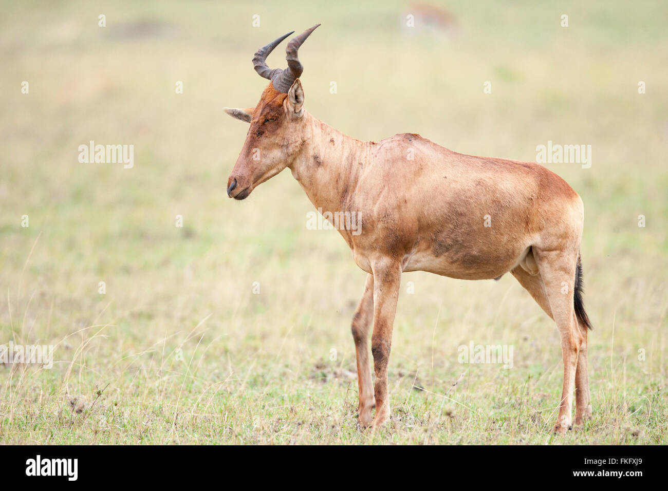 Topis (Damaliscus lunatus jimela) sono altamente sociale e veloce antelope specie del genere Damaliscus. Foto Stock
