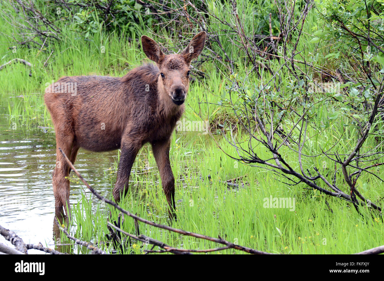 Moose vitello in cerca di cibo in un stagno Foto Stock