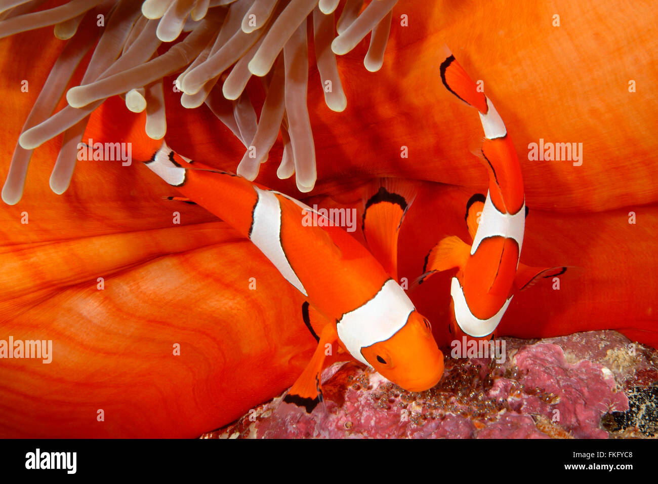 Coppia di clown, Anemonefish Amphiprion percula, tendendo le uova deposte alla base dell'ospite magnifico Anemone, Heteractis magnifica. Foto Stock