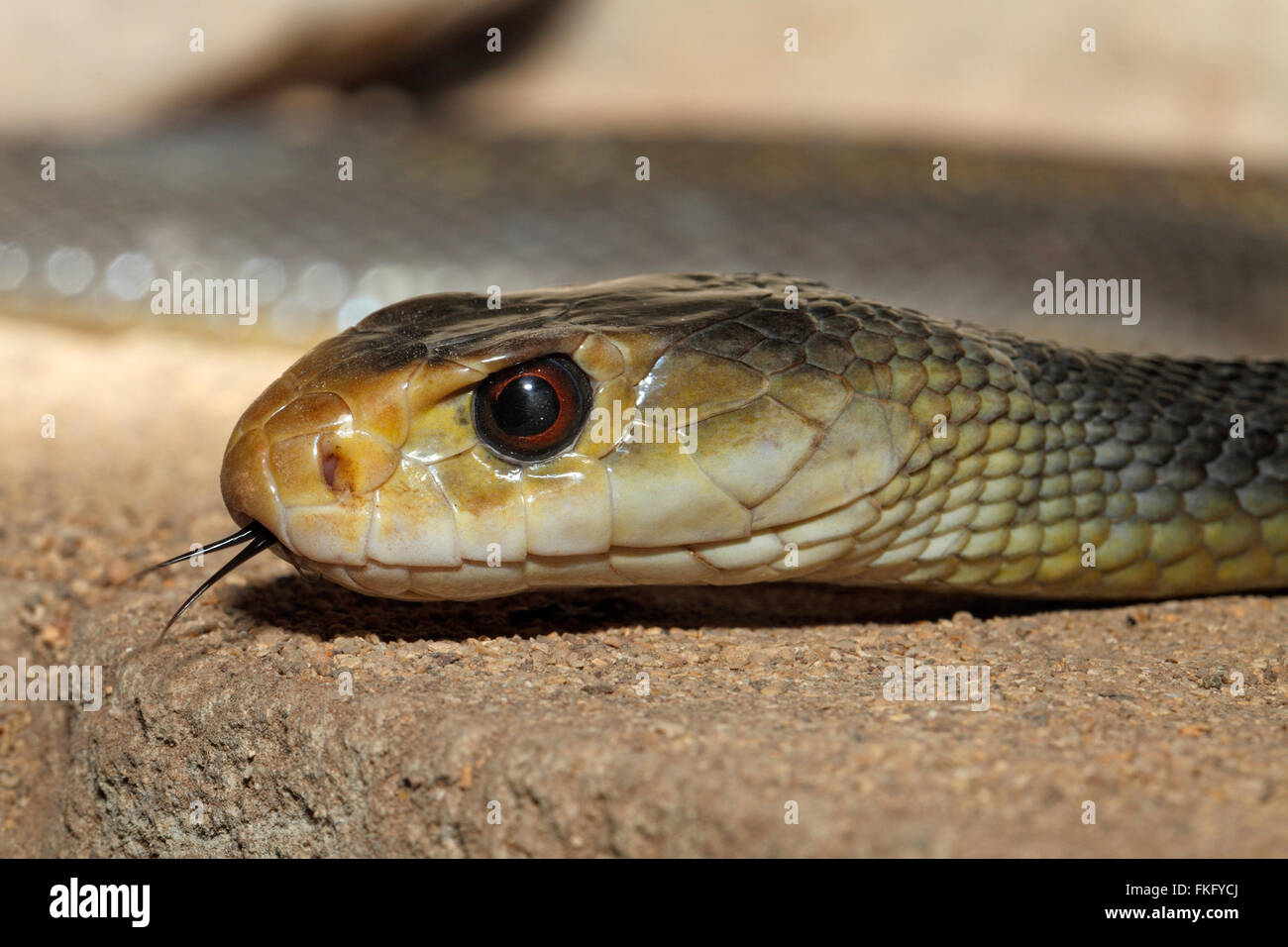 Taipan costiero Snake, Oxyuranus scutellatus, trovati in Australia e altamente velenosi. Noto anche come il Taipan orientale. Foto Stock