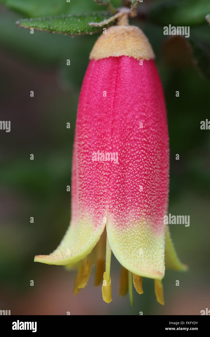 Fiore di Correa Foto Stock