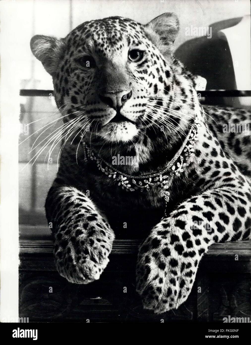 1964 - La pantera e i diamanti.: In onore del suo molto famosa linea di  pantere creato da Louis Cartier nel 1925, la casa francese di Cartier  chiamato 'Rina' - modello star