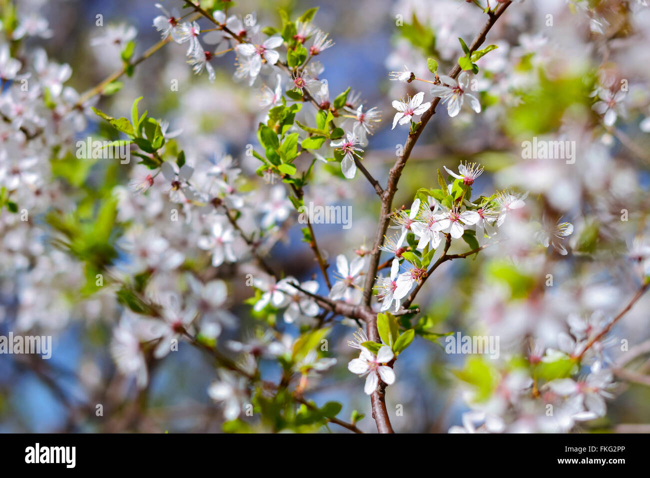 Biancospino fiorisce in uno sfondo morbido di rami fioriti e sky, la primavera fiori bianchi con sfondo bokeh di fondo Foto Stock