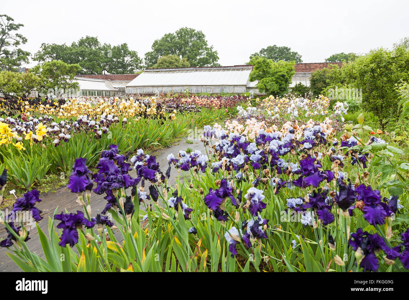 Un campo di Iris barbuto crescono nel giardino all'Wodehouse Wombourne Inghilterra Staffordshire REGNO UNITO Foto Stock