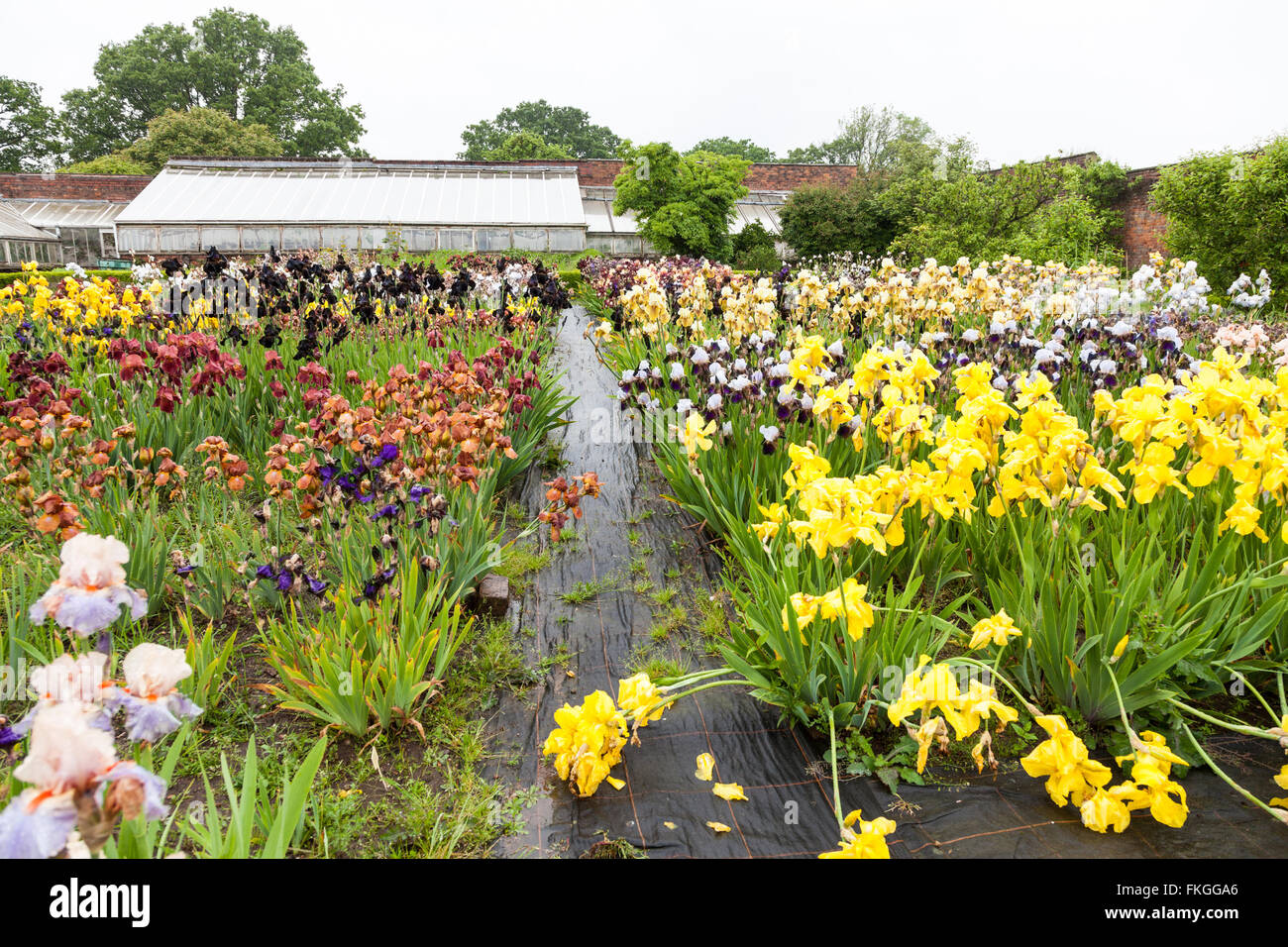 Un campo di Iris barbuto crescono nel giardino all'Wodehouse Wombourne Inghilterra Staffordshire REGNO UNITO Foto Stock