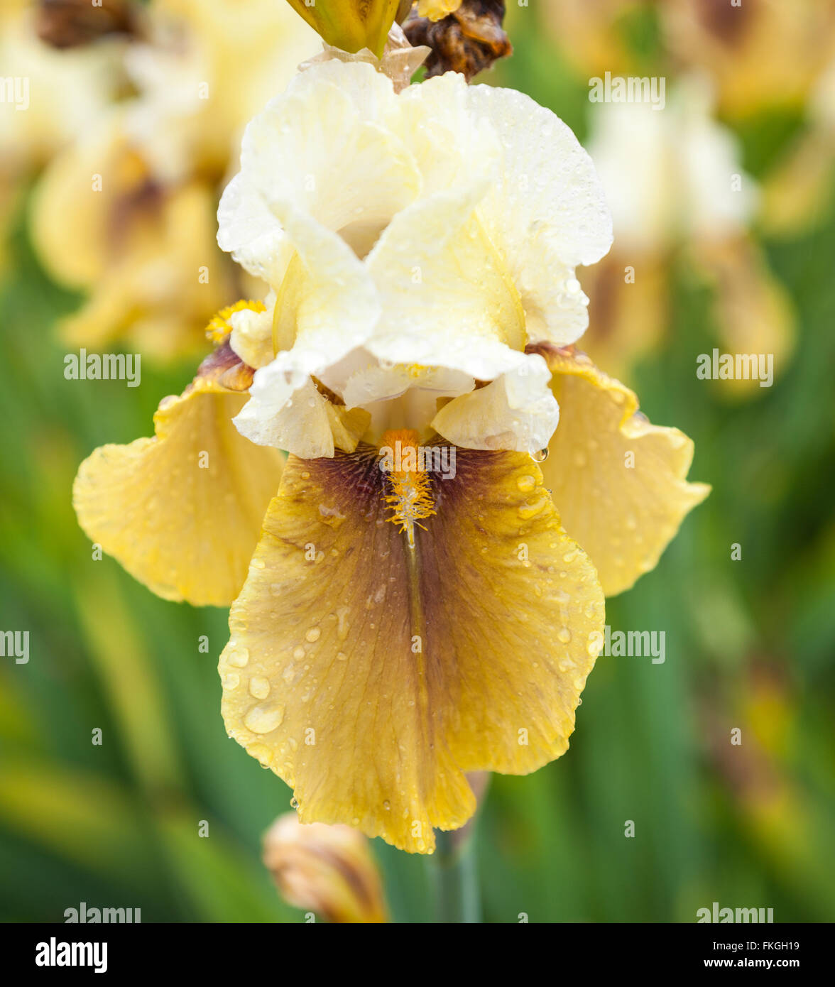 Chiudere su di un fiore di un diaframma ad iride "Mantello di festa" (Altezza Bandiera barbuto Iris) Foto Stock