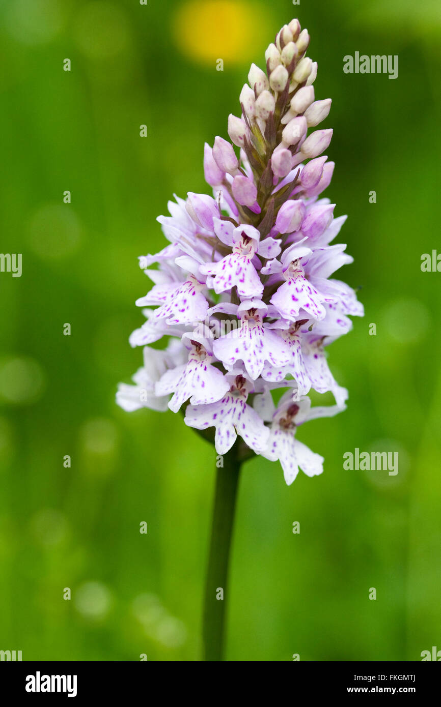 Wild spotted comune (orchidea Dactylorhiza fuchsii) luce viola impianti e soft sfondo verde. Formato verticale. Foto Stock