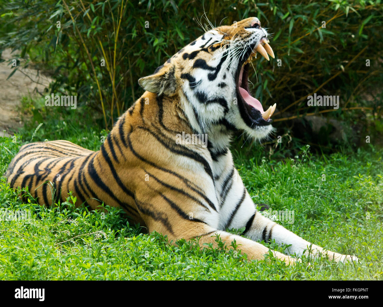Tiger posa su erba con ampia aprire bocca che sbadiglia mostrando i denti di grandi dimensioni. Più grande dei gatti. Captive in zoo. Arancione con marcature nere. Bianco sulla testa torace. Foto Stock
