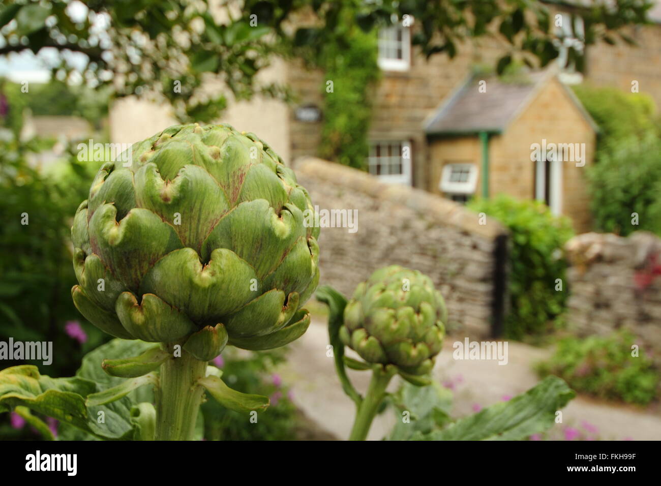 Un carciofo globe cresce in un giardino da un tradizionale cottage in pietra nel Parco Nazionale di Peak District,Derbyshire England Regno Unito Foto Stock