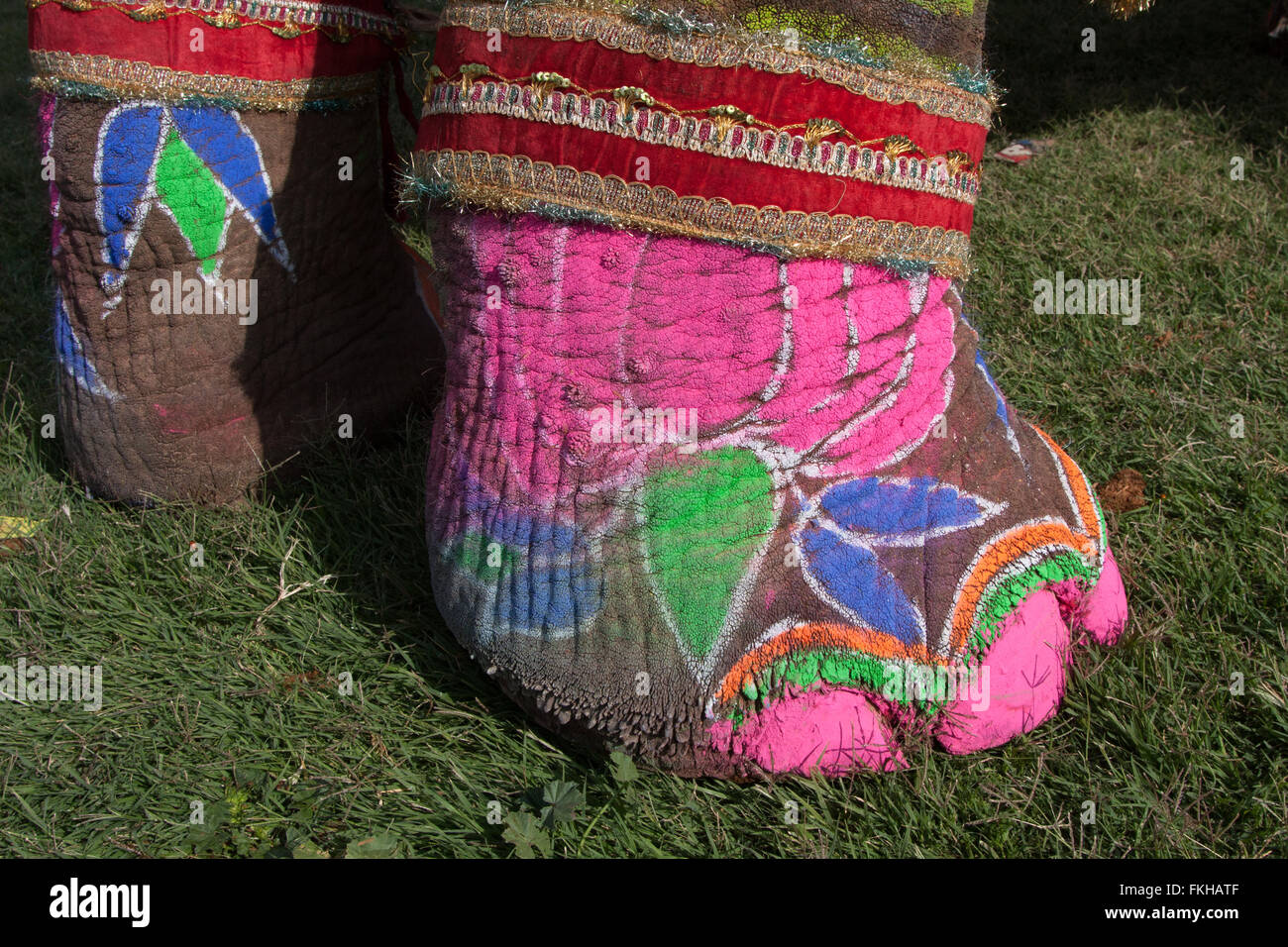 Dettaglio del dipinto di elefante durante il festival di elefante durante holi,celebrazione indù in Jaipur Rajasthan,l'India,l'Asia. Foto Stock