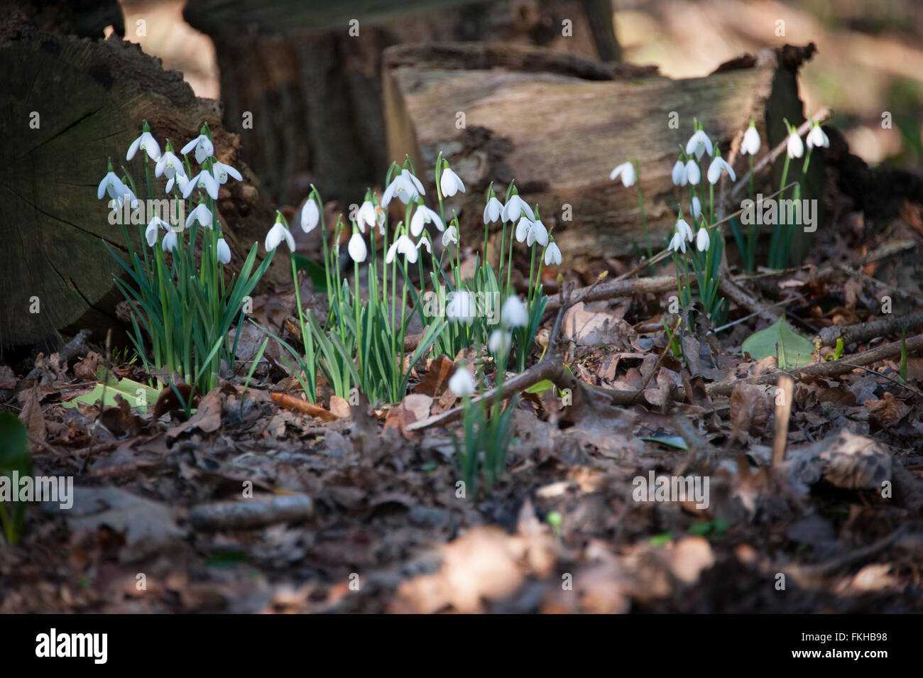 Snowdrops in un bosco ombreggiato Foto Stock