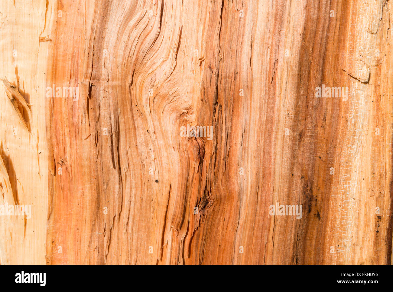 Close-up di un gruppo albero della mela log Foto Stock