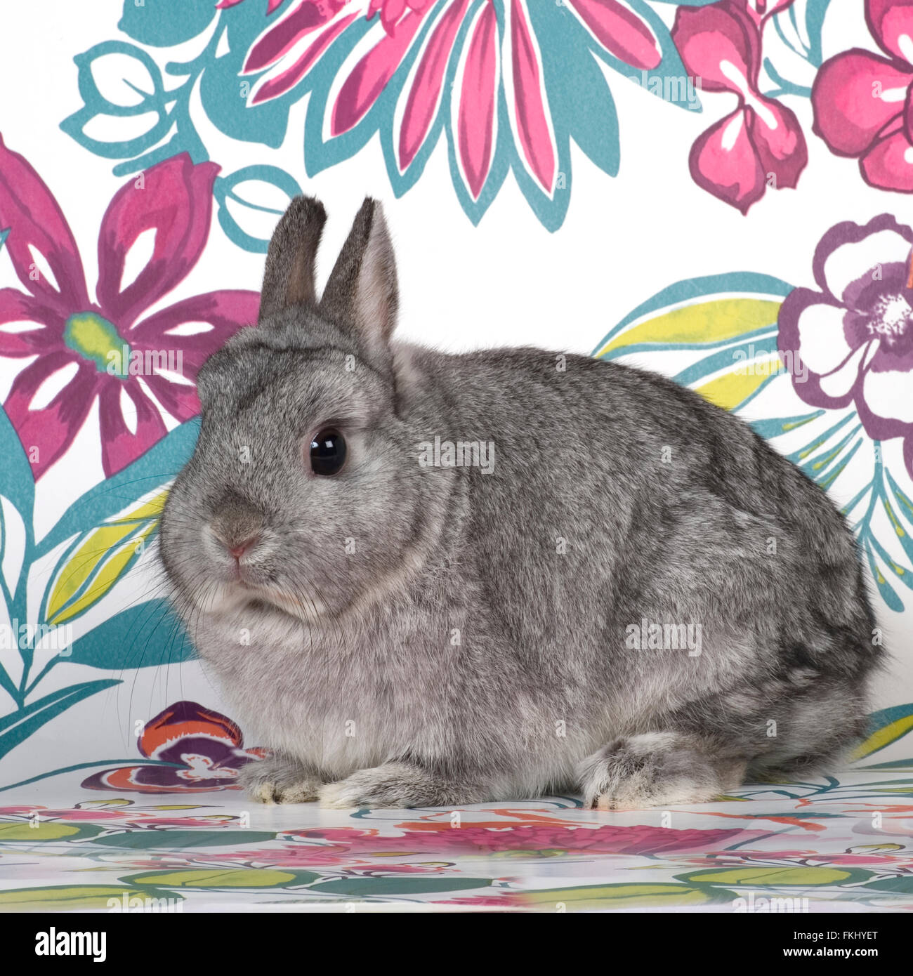 Netherland Dwarf Rabbit Foto Stock