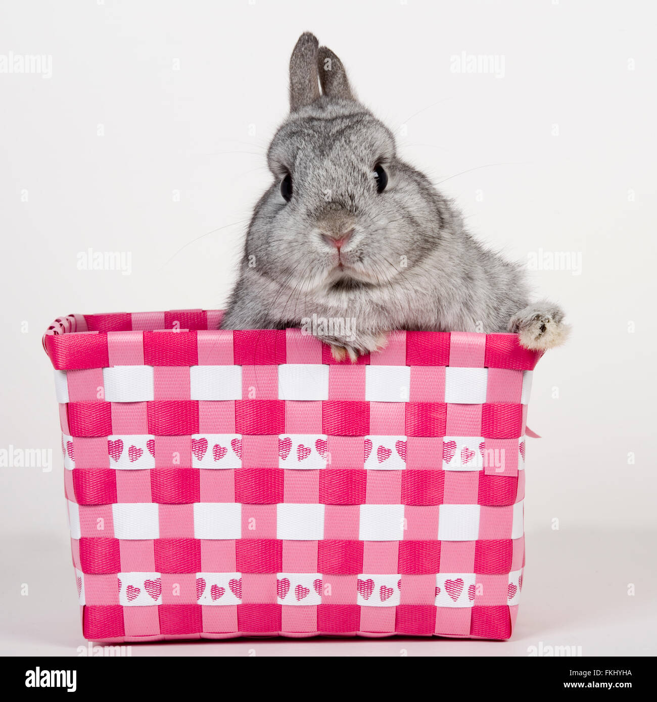 Netherland Dwarf Rabbit Foto Stock
