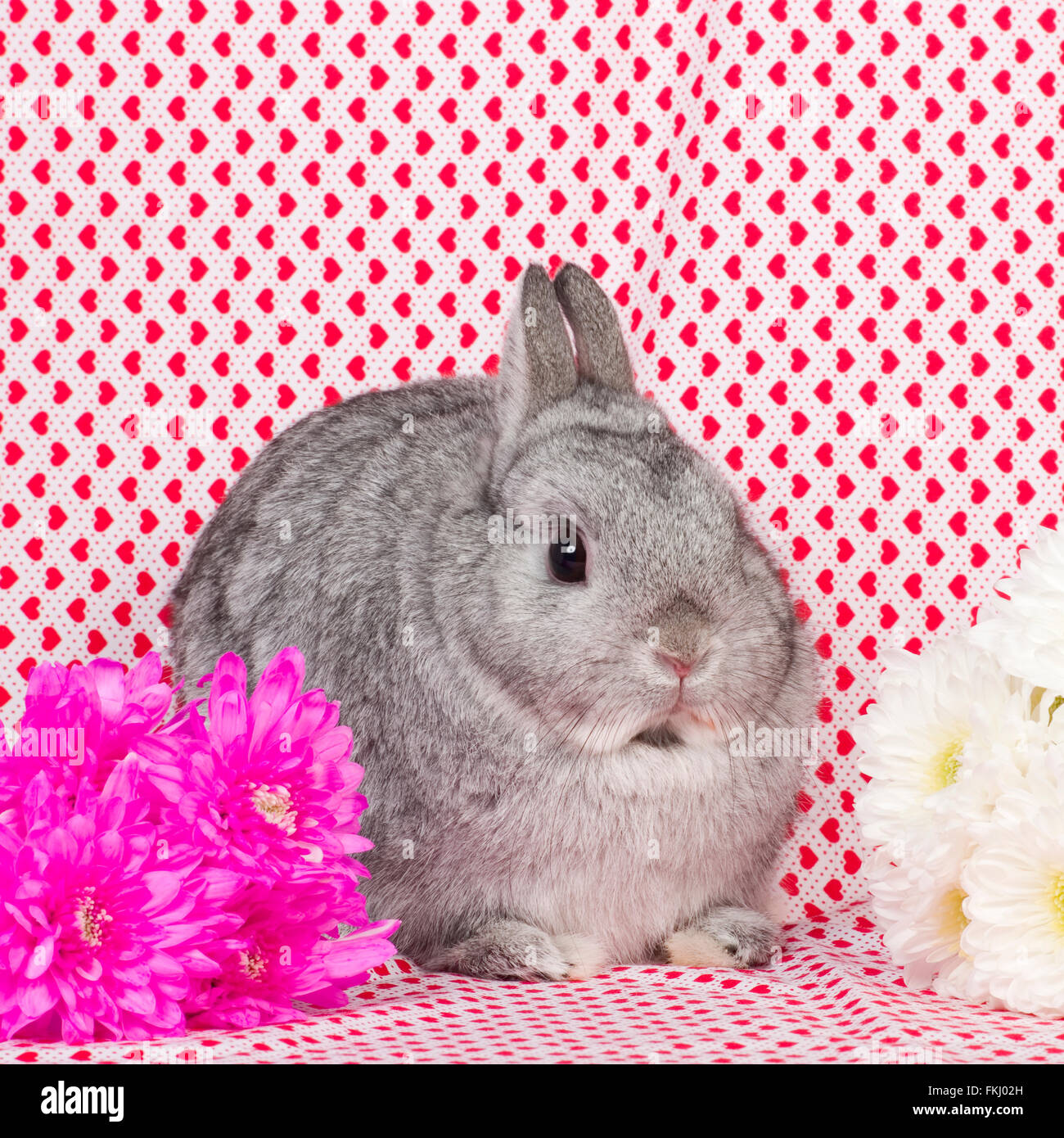 Netherland Dwarf Rabbit Foto Stock