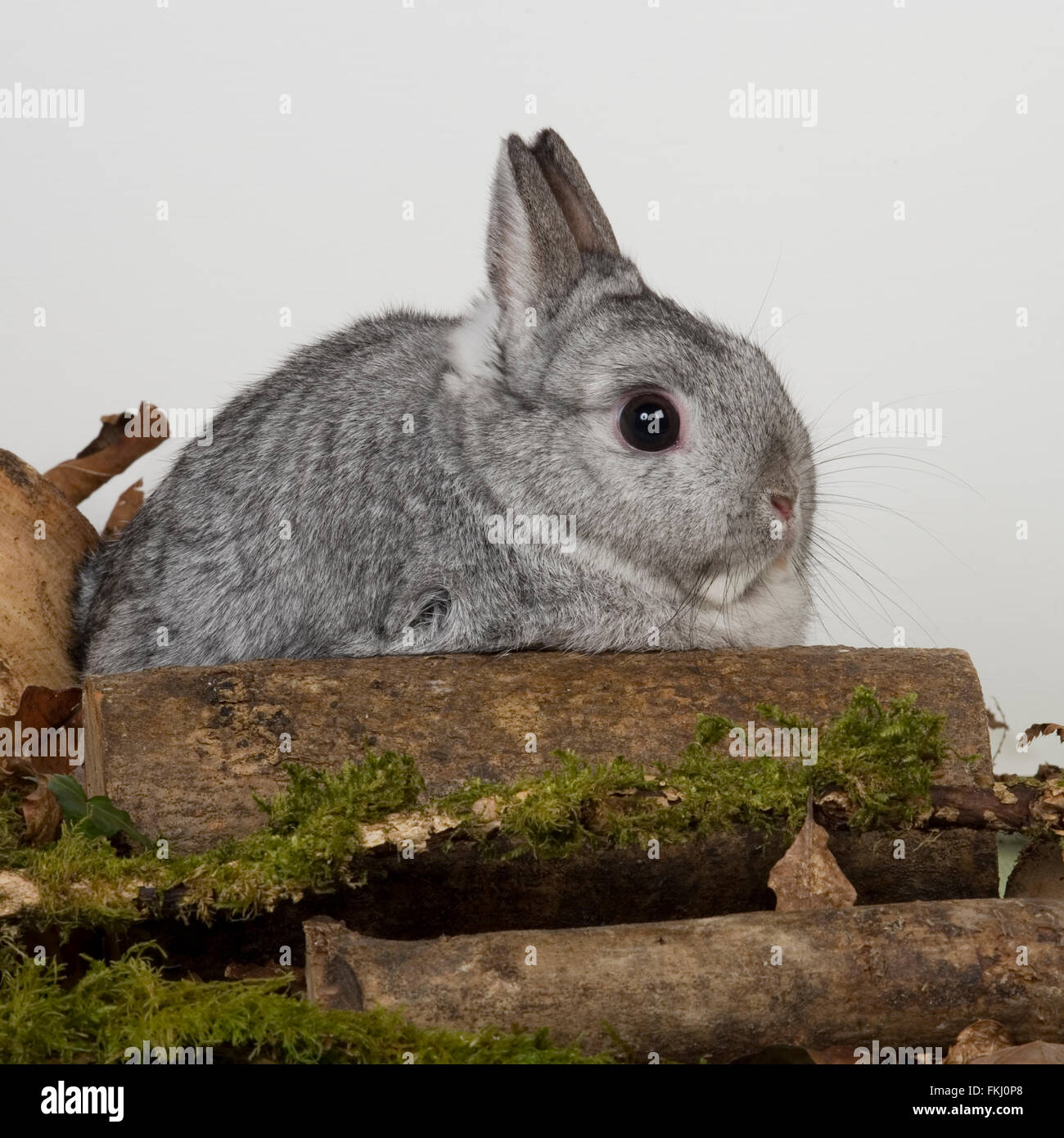 Netherland Dwarf Rabbit Foto Stock