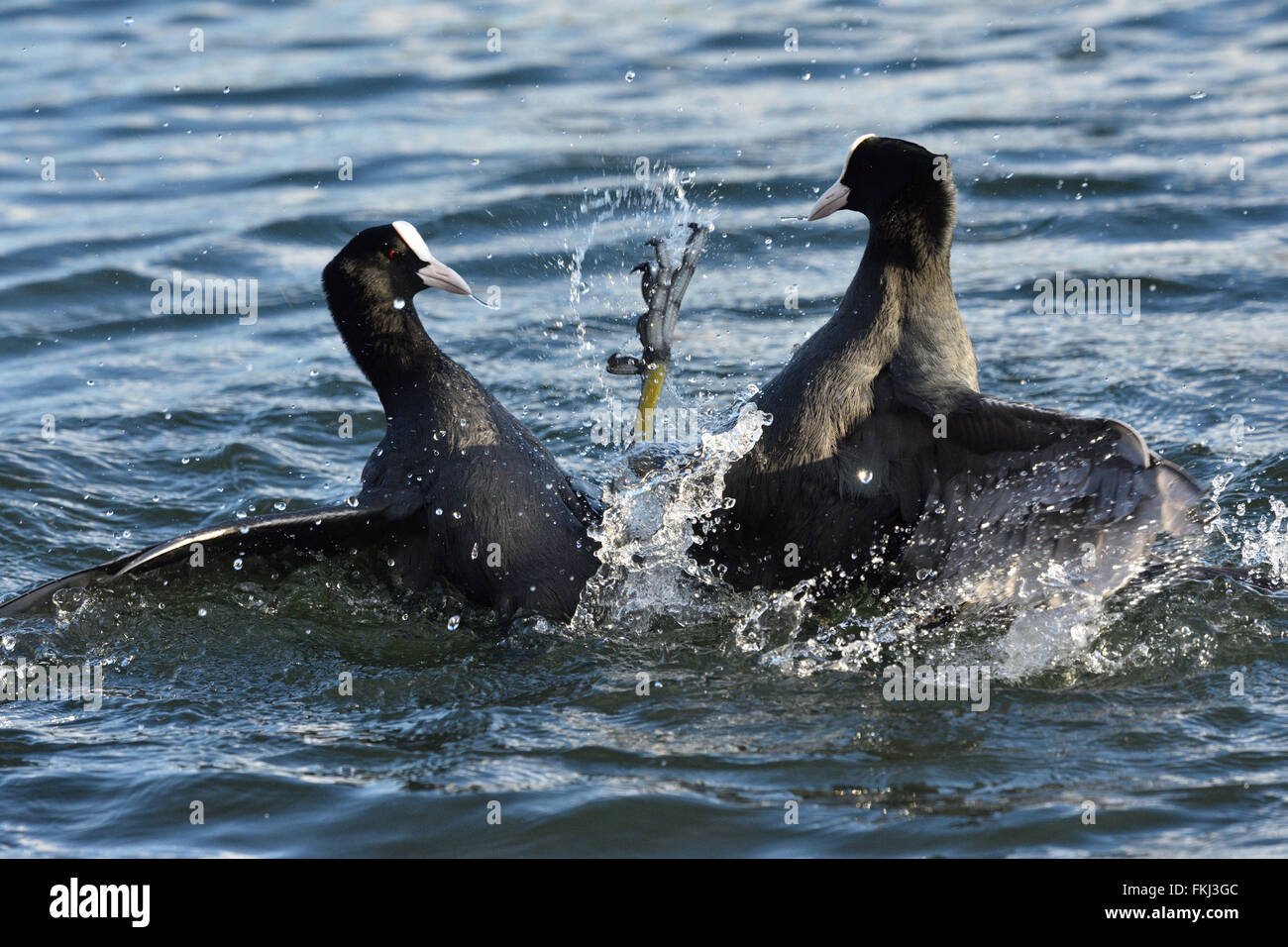 Due folaghe combattendo in un lago. Foto Stock