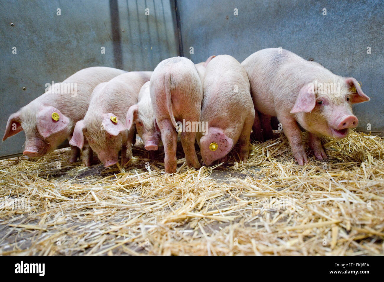 I suinetti al mercato Foto Stock