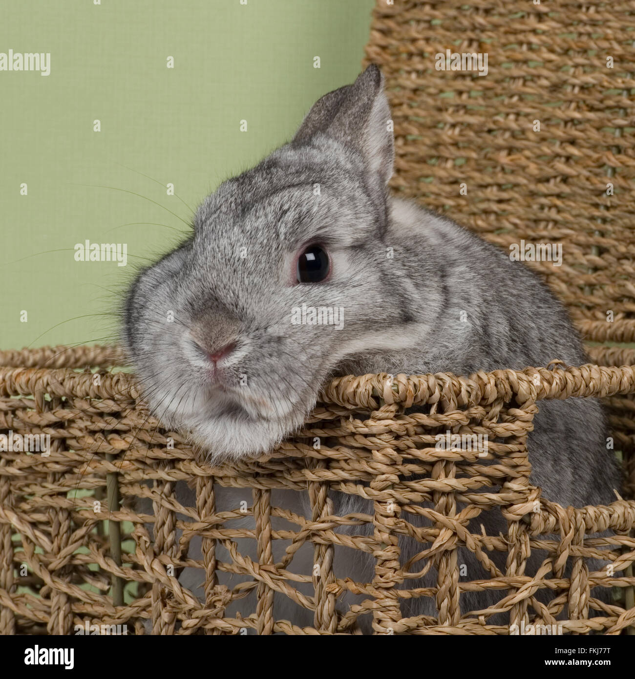 Netherland Dwarf Rabbit Foto Stock