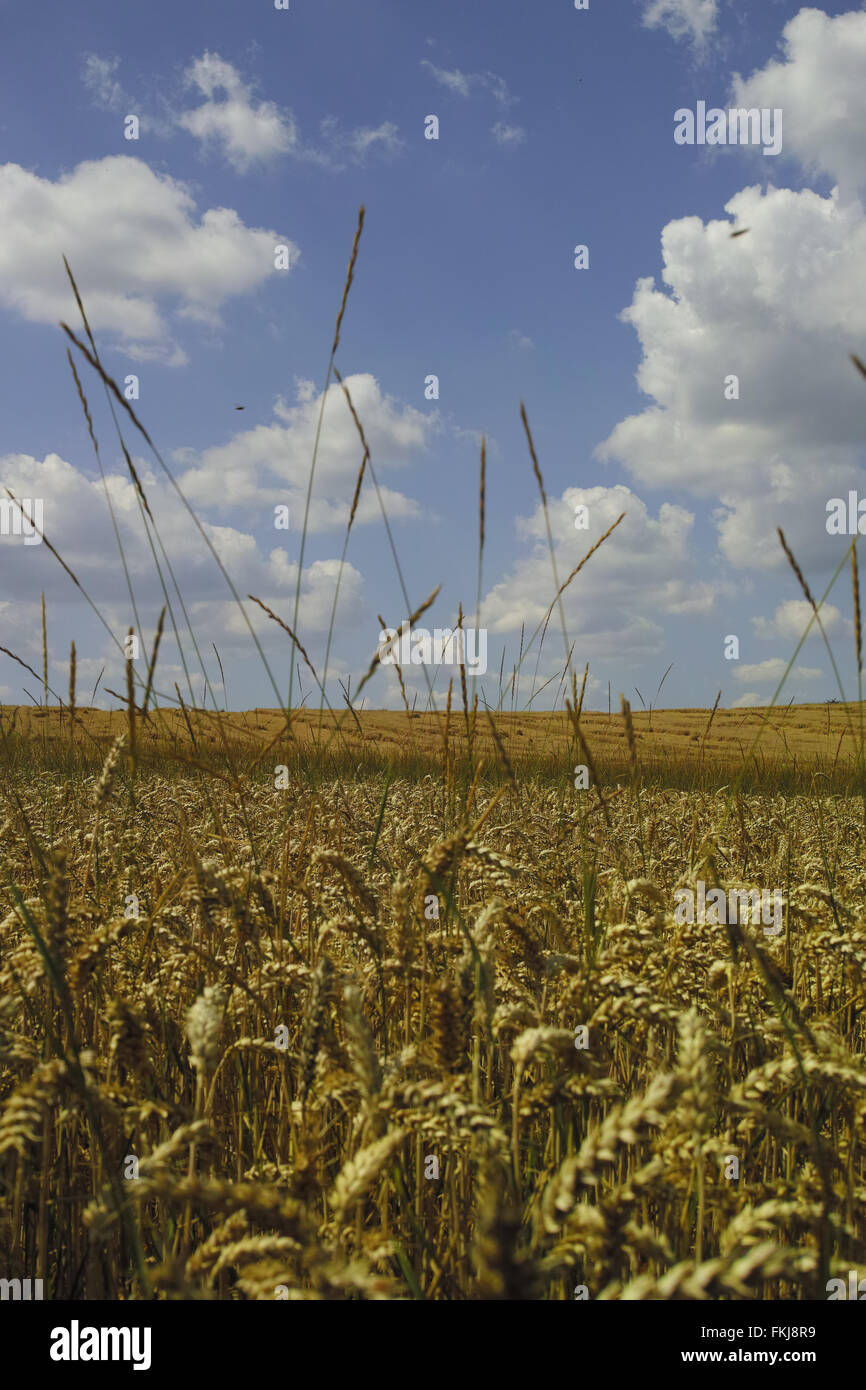 Granella sul campo dal giorno di estate Foto Stock
