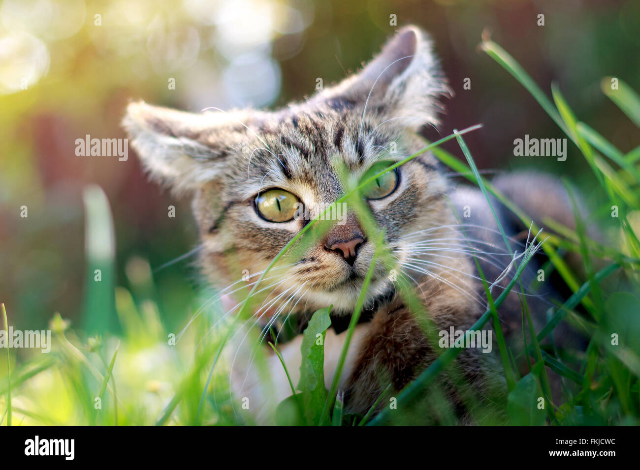 Cat giocando in erba durante l ora d'oro. Un aspetto è la caccia. Sparare attraverso l'erba Foto Stock
