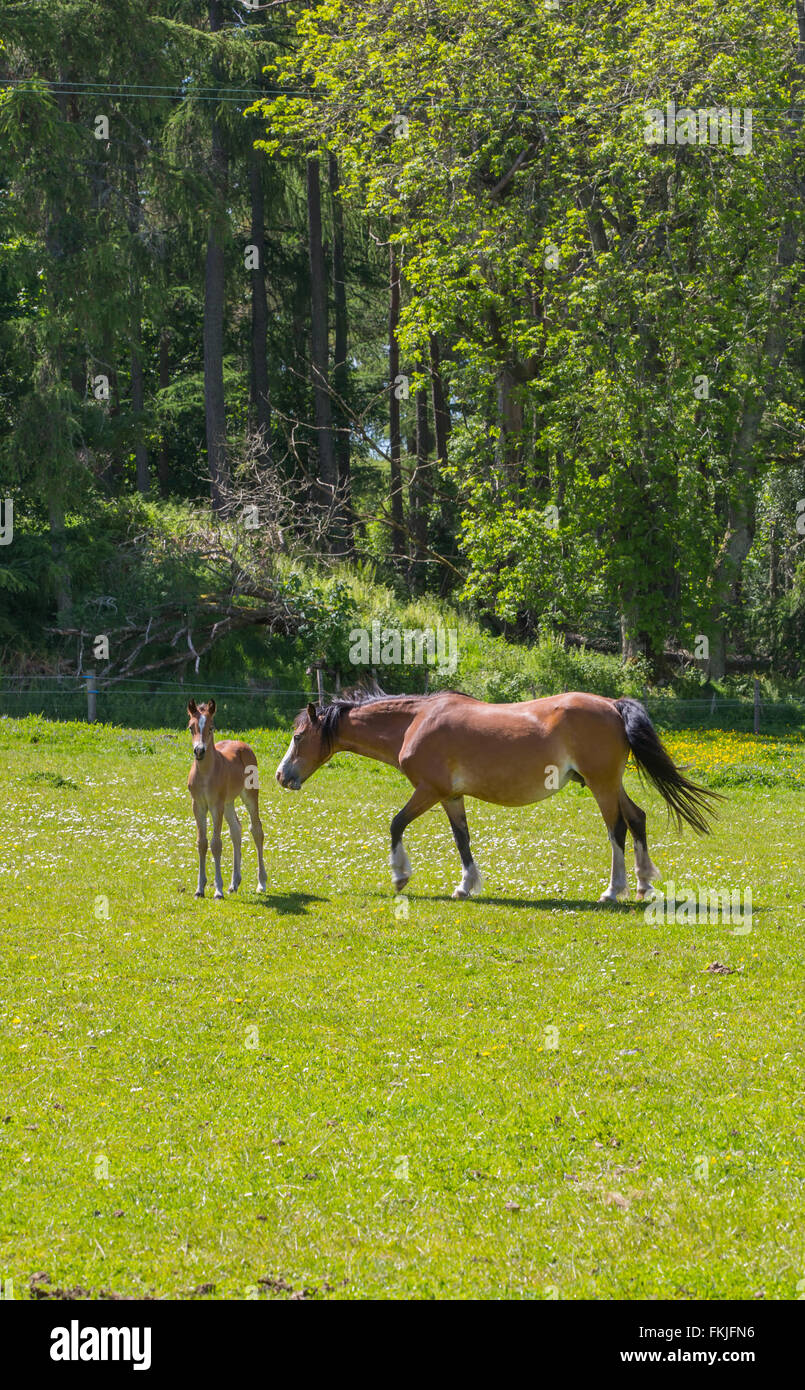 Il cavallo e la giovane puledro in un campo in estate Foto Stock