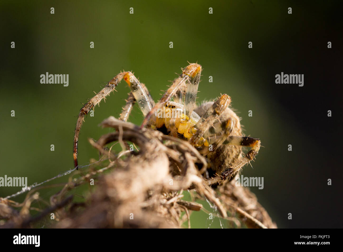 Chiudere l immagine di un giardino in comune spider (Araneus diadematus) Foto Stock