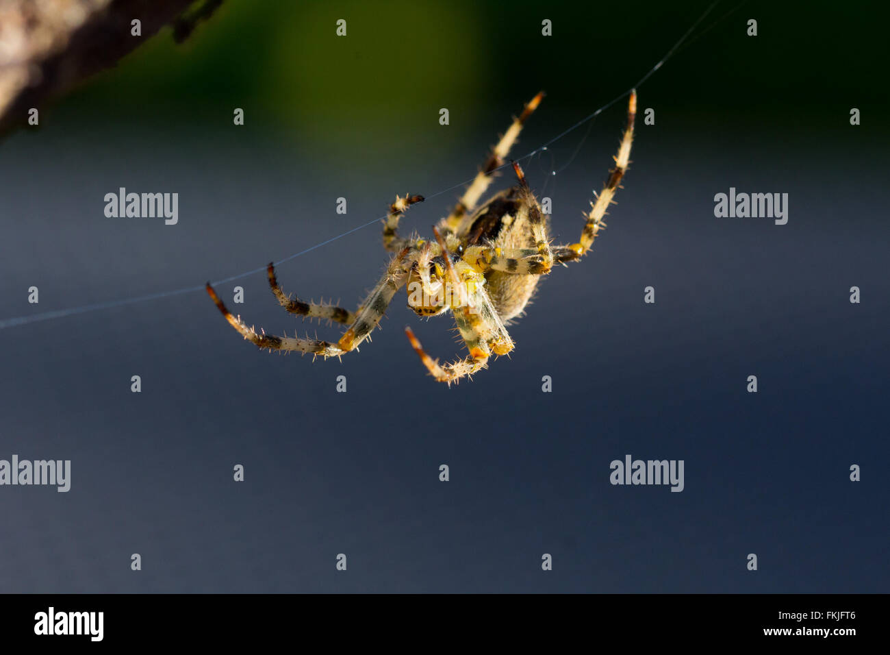 Chiudere l immagine di un giardino in comune spider (Araneus diadematus) Foto Stock