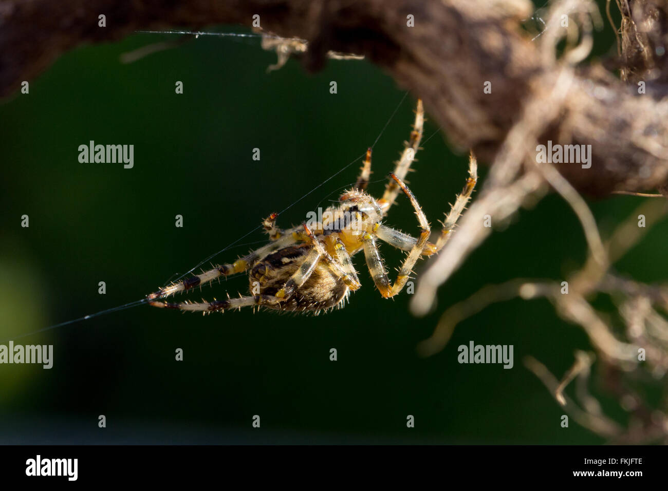 Chiudere l immagine di un giardino in comune spider (Araneus diadematus) Foto Stock