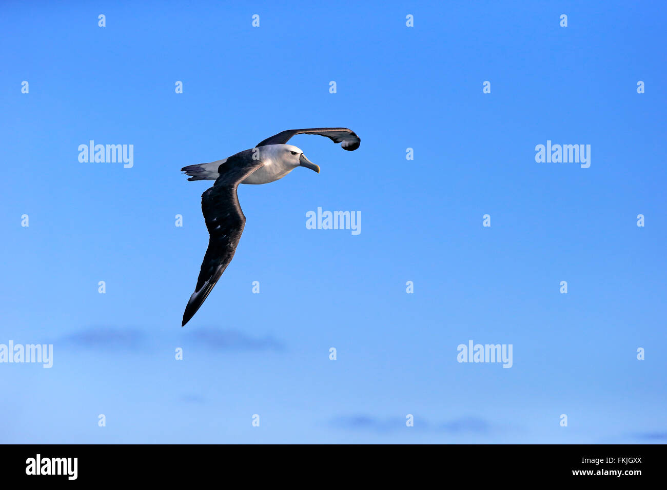 Timido Albatross, Capo di Buona Speranza, Sud Africa Africa / (Thalassarche cauta) Foto Stock