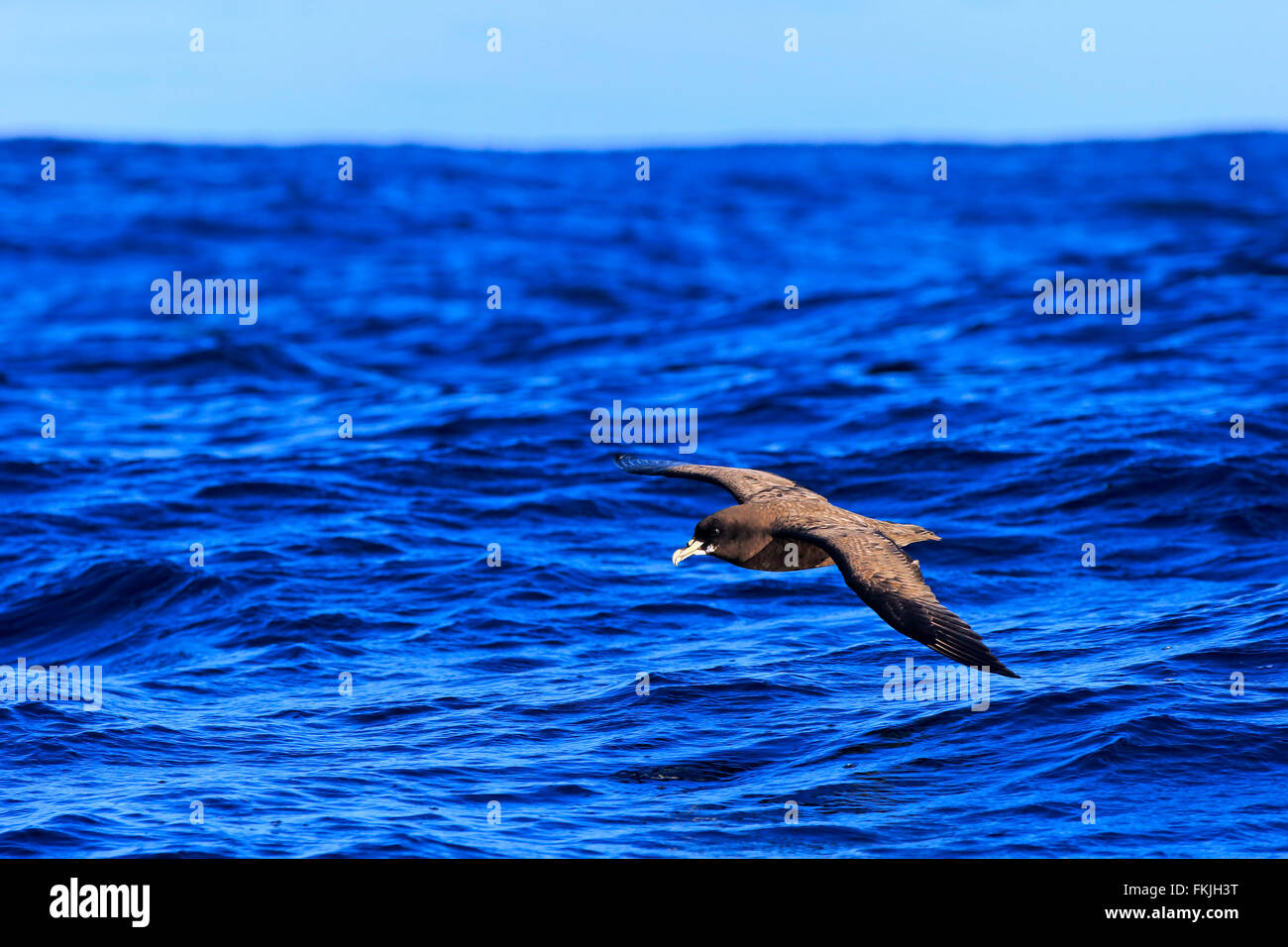 Petrel White-Chinned, Capo di Buona Speranza, Sud Africa Africa / (Procellaria aequinoctialis) Foto Stock