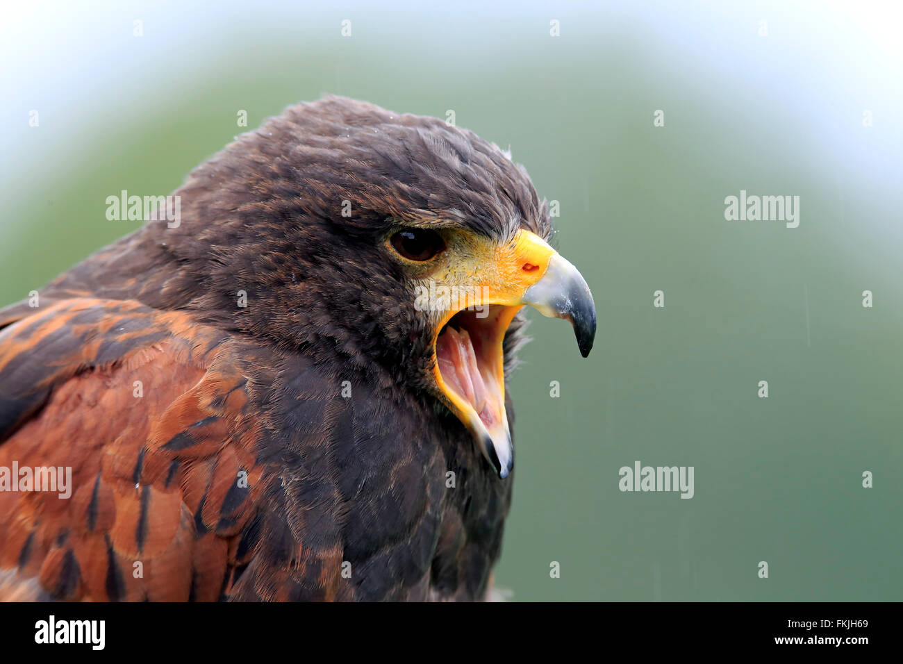 Harris' Hawk, Nordamerica, America / (Parabuteo unicinctus) Foto Stock