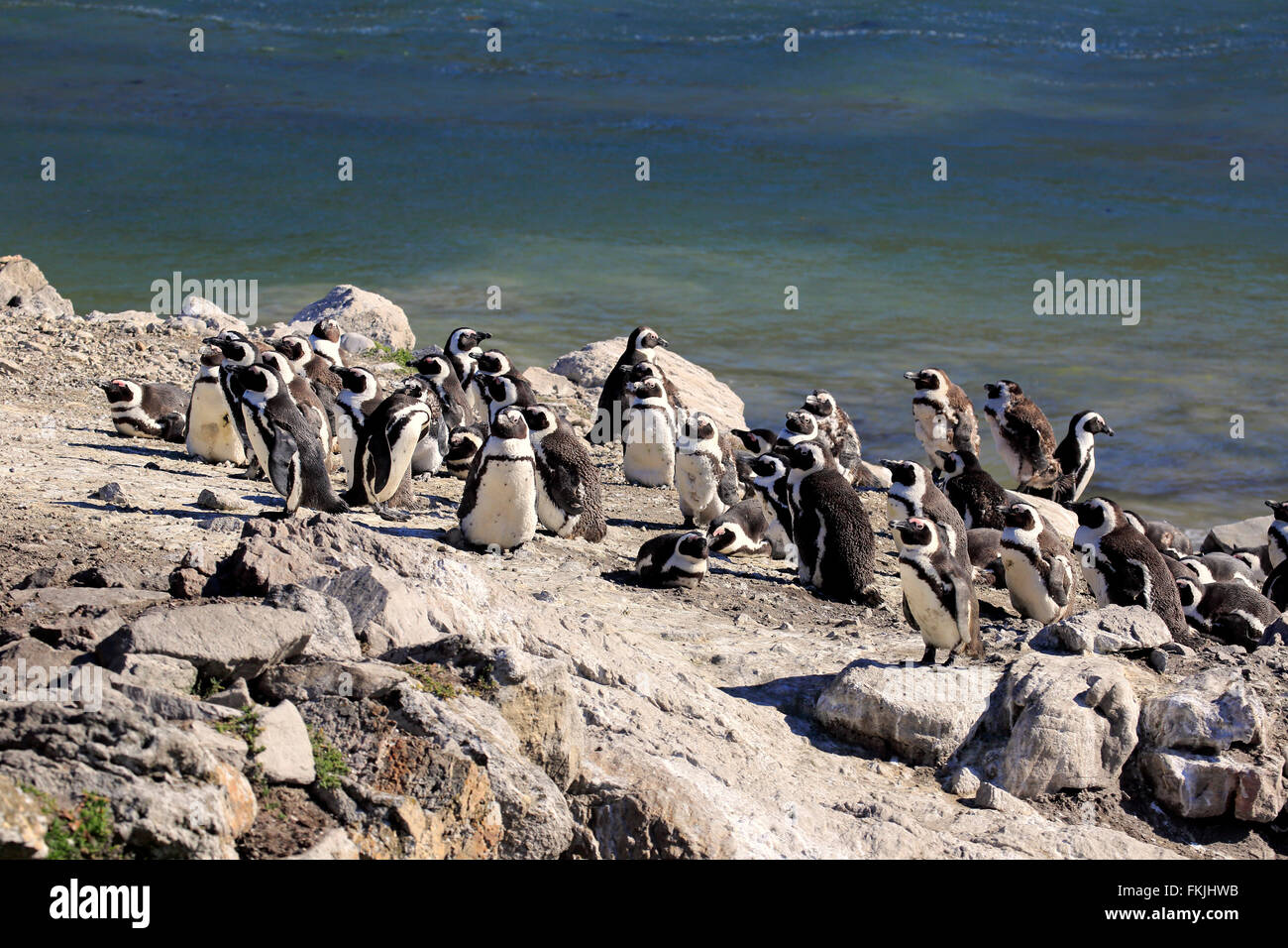 Jackass Penguin, African Penguin, Colonia, punto pietrose, Betty's Bay, Western Cape, Sud Africa Africa / (Spheniscus demersus) Foto Stock
