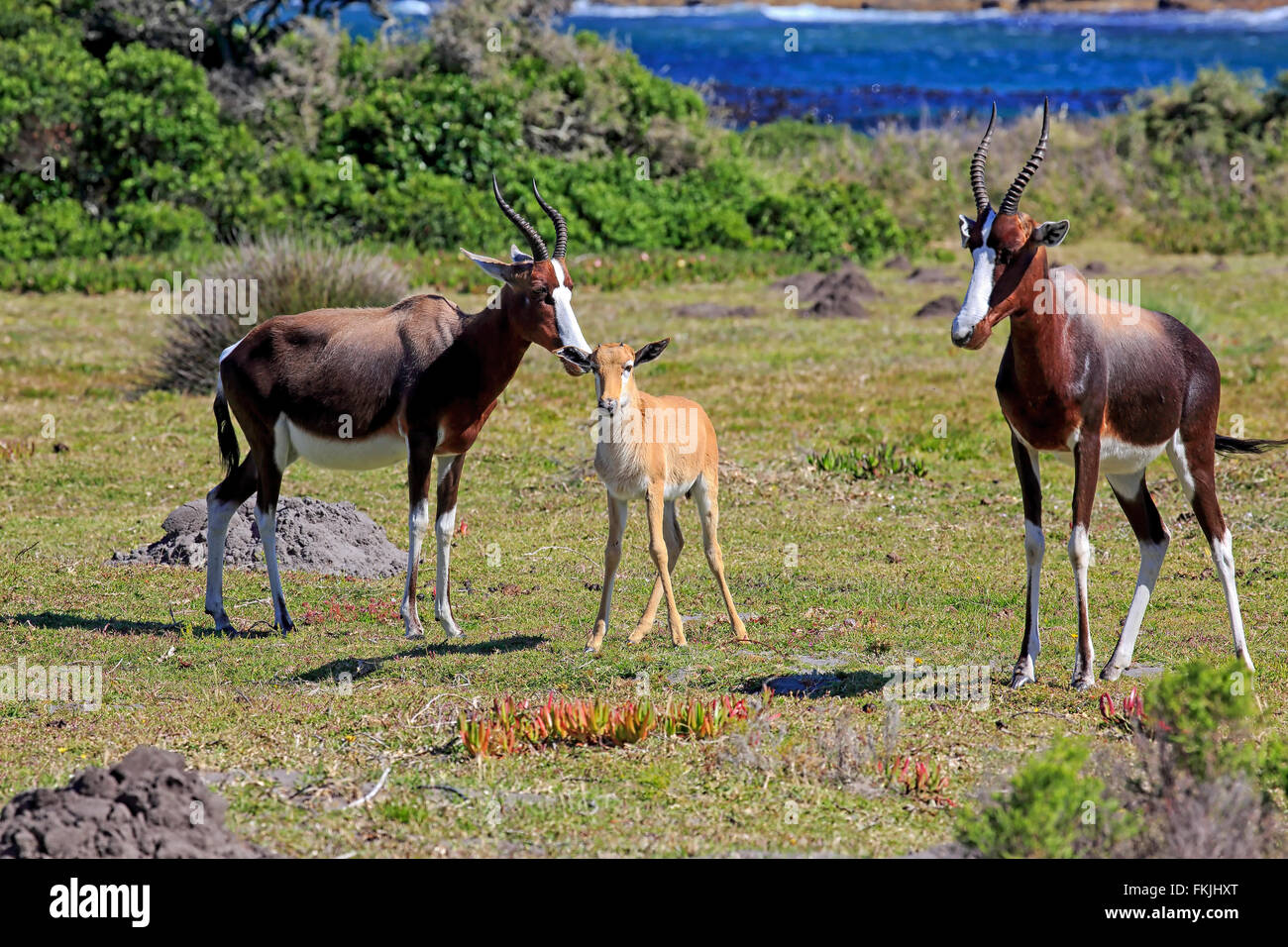Bontebok, Famiglia con i giovani, Capo di Buona Speranza, Table Mountain Nationalpark, Western Cape, Sud Africa Africa / Foto Stock