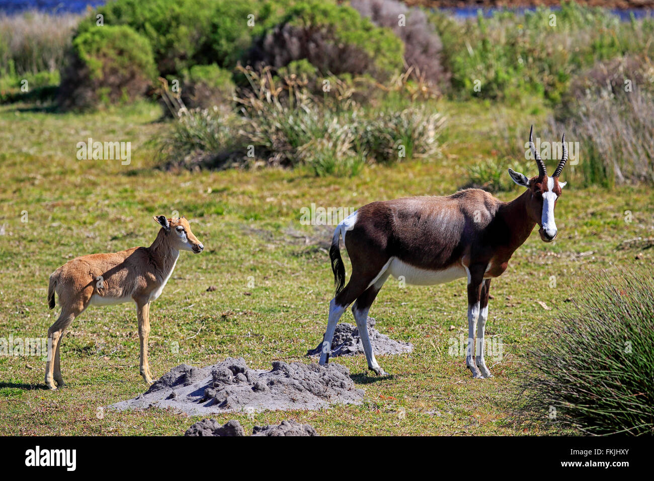 Bontebok, adulti con giovani, Capo di Buona Speranza, Table Mountain Nationalpark, Western Cape, Sud Africa Africa / Foto Stock