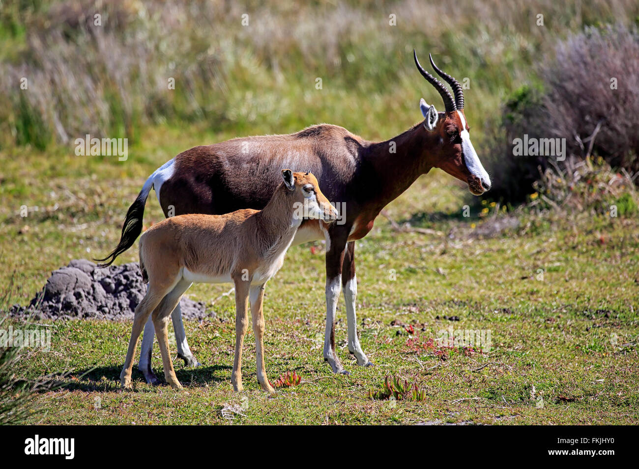 Bontebok, adulti con giovani, Capo di Buona Speranza, Table Mountain Nationalpark, Western Cape, Sud Africa Africa / Foto Stock
