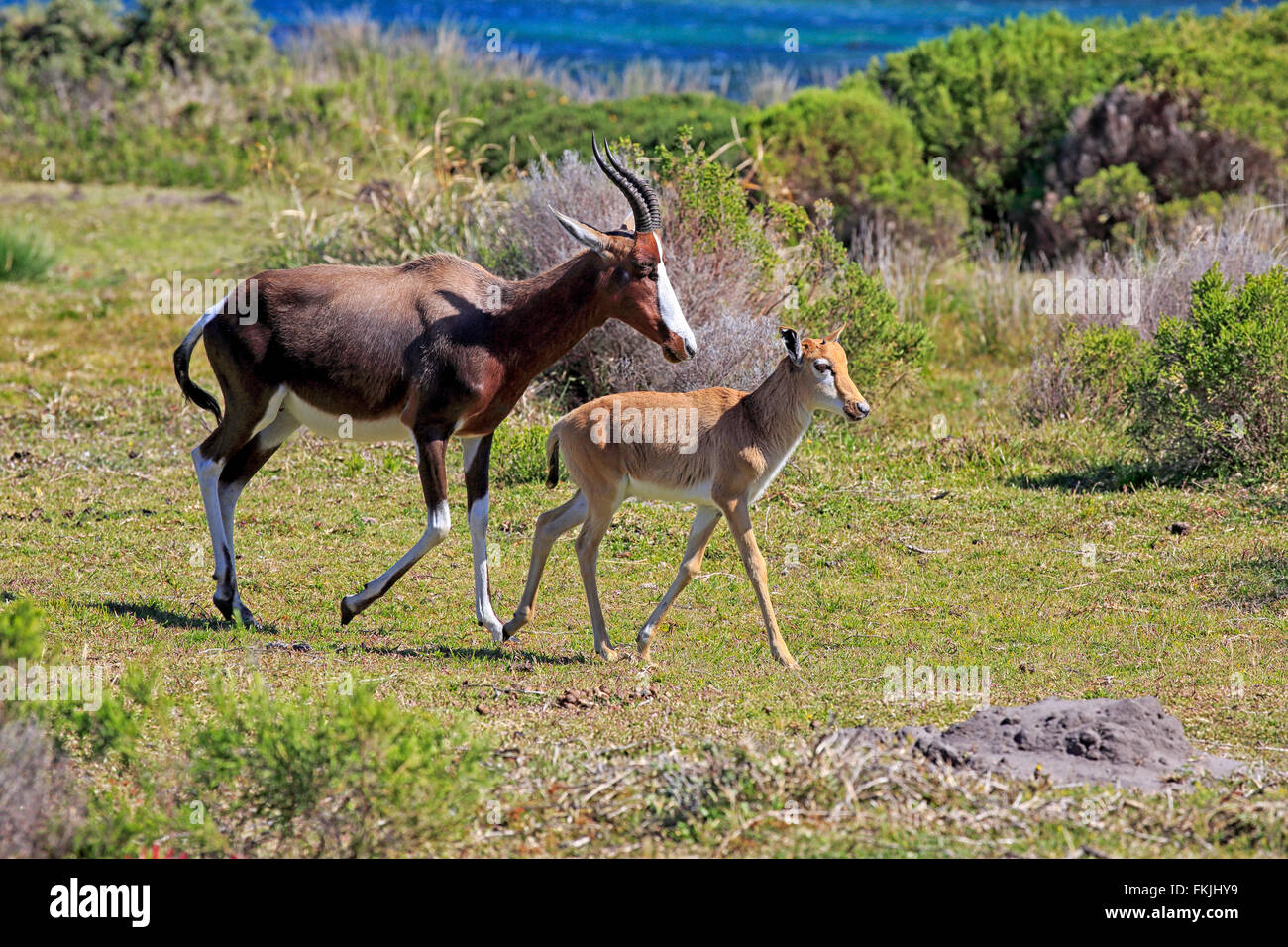 Bontebok, adulti con giovani, Capo di Buona Speranza, Table Mountain Nationalpark, Western Cape, Sud Africa Africa / Foto Stock