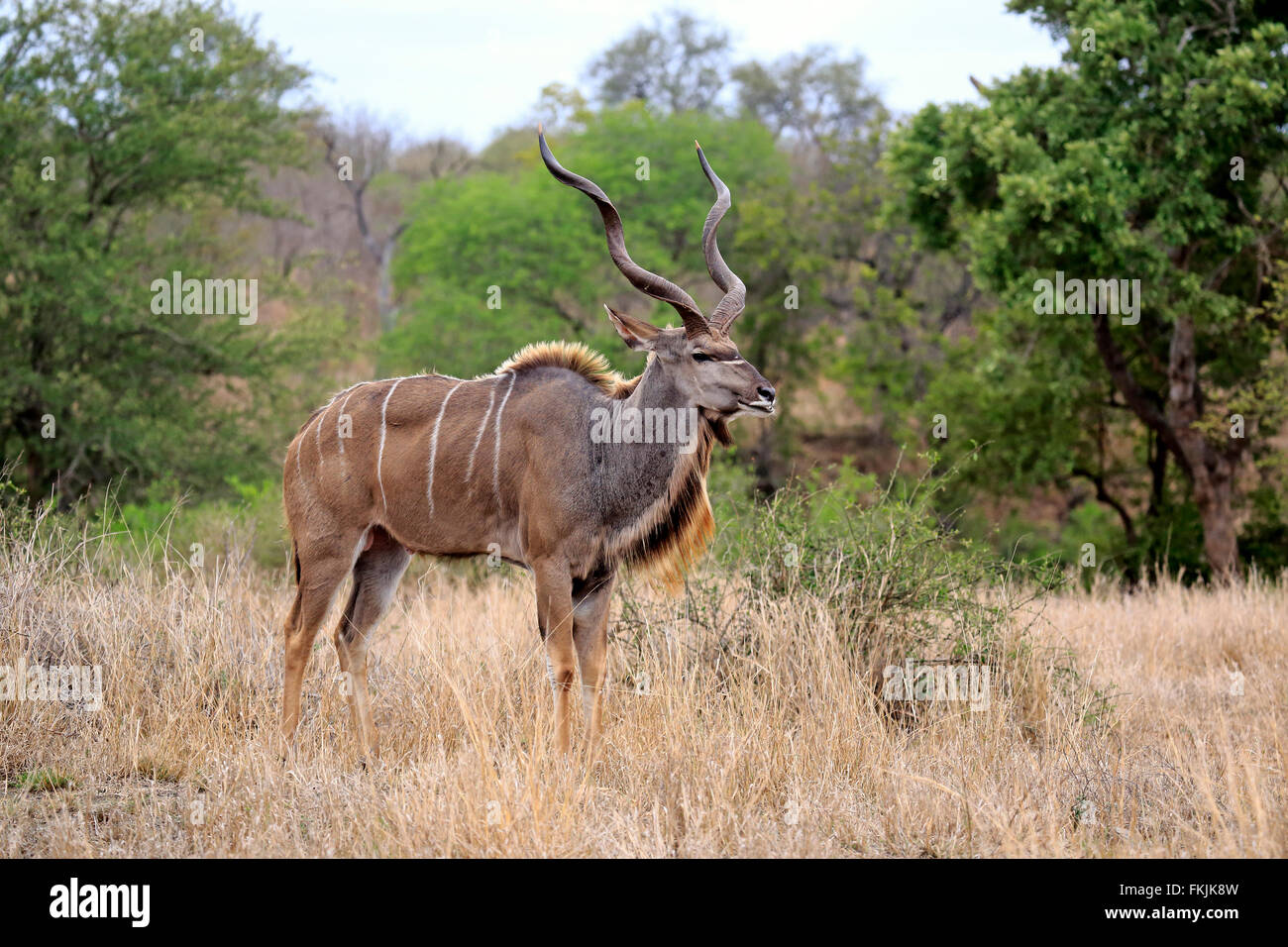 Maggiore Kudu, maschio adulto, Kruger Nationalpark, Sud Africa Africa / (Tragelaphus strepsiceros) Foto Stock