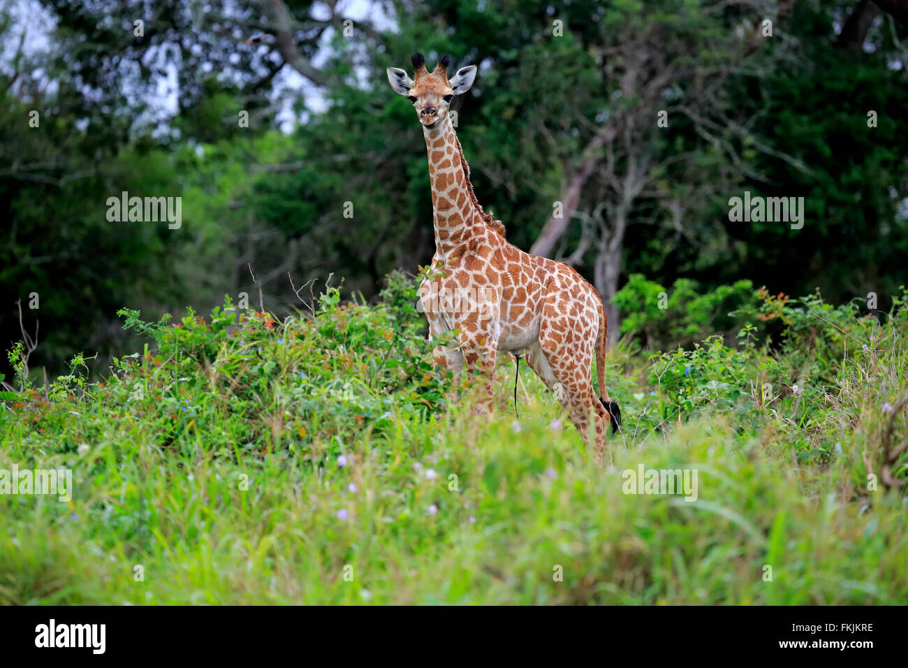 Cape Giraffe, giovani, Saint Lucia Estuary, Isimangaliso Wetland Park, Kwazulu Natal, Sud Africa Africa / (Giraffa Foto Stock