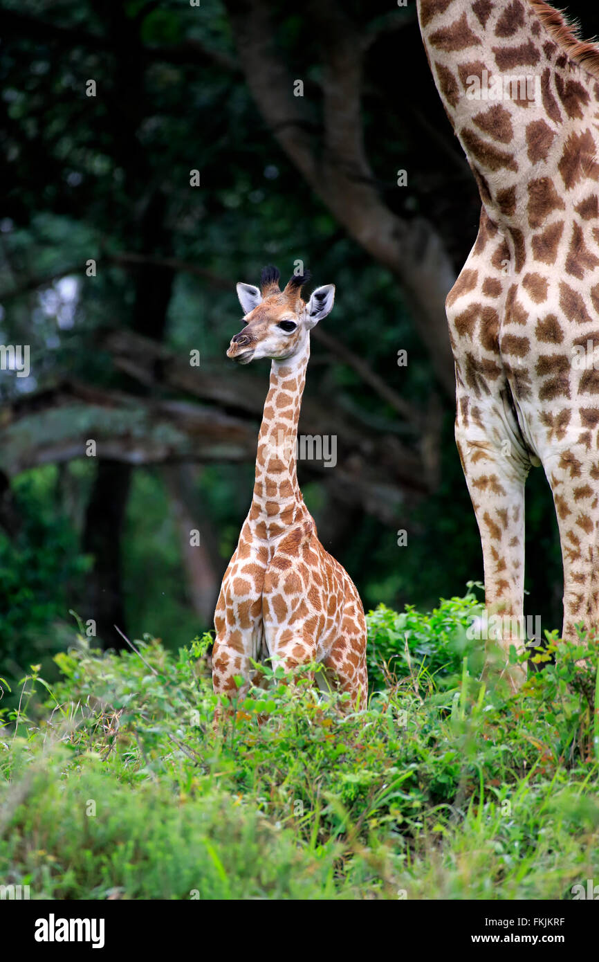 Cape Giraffe, giovani, Saint Lucia Estuary, Isimangaliso Wetland Park, Kwazulu Natal, Sud Africa Africa / (Giraffa Foto Stock