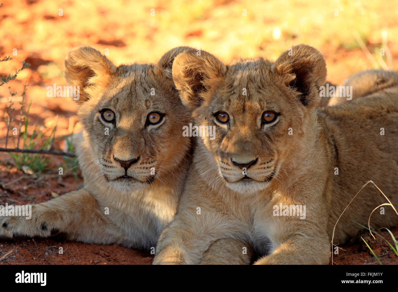 Lion, due giovani quattro mese vecchio ritratto, fratelli, Tswalu Game Reserve, il Kalahari, Northern Cape, Sud Africa Africa / Foto Stock