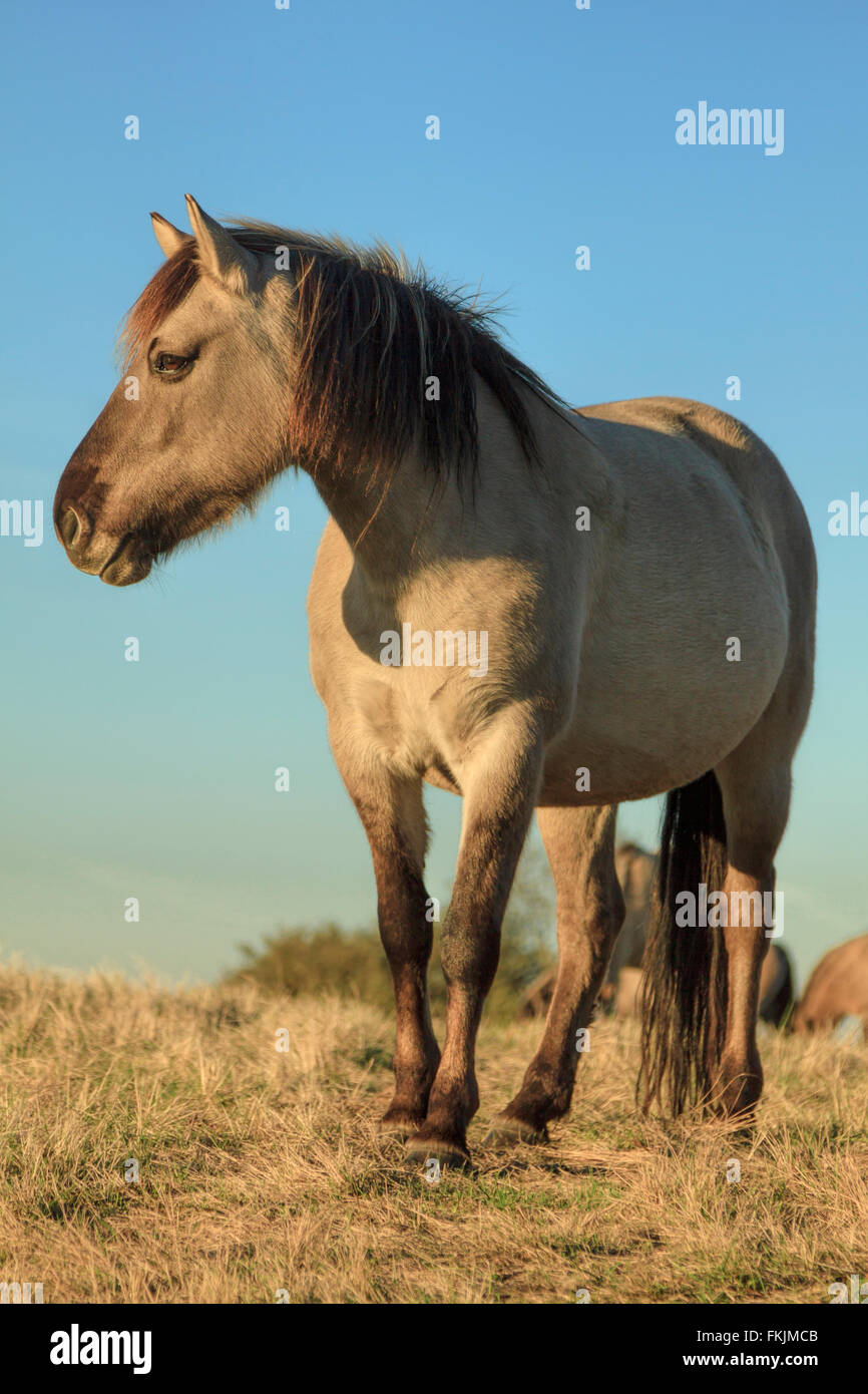 Cavalli Konik ( Konik Biłgorajski o Polacco cavallo primitivo), nella riserva naturale, Wassenaar, South Holland, Paesi Bassi. Foto Stock