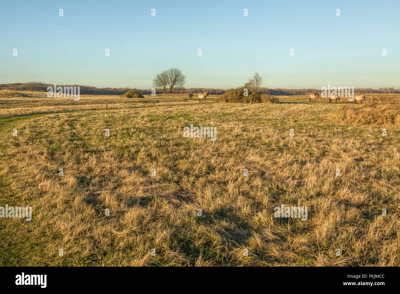Cavalli Konik ( Konik Biłgorajski o Polacco cavallo primitivo), nella riserva naturale, Wassenaar, South Holland, Paesi Bassi. Foto Stock