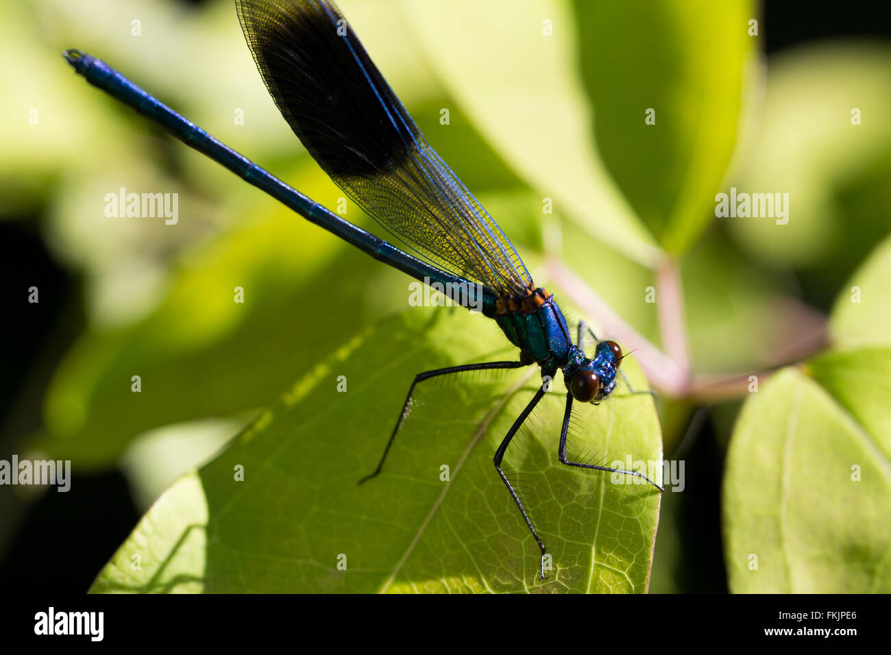 Un vicino l immagine di un damselfly appoggiata su una foglia Foto Stock