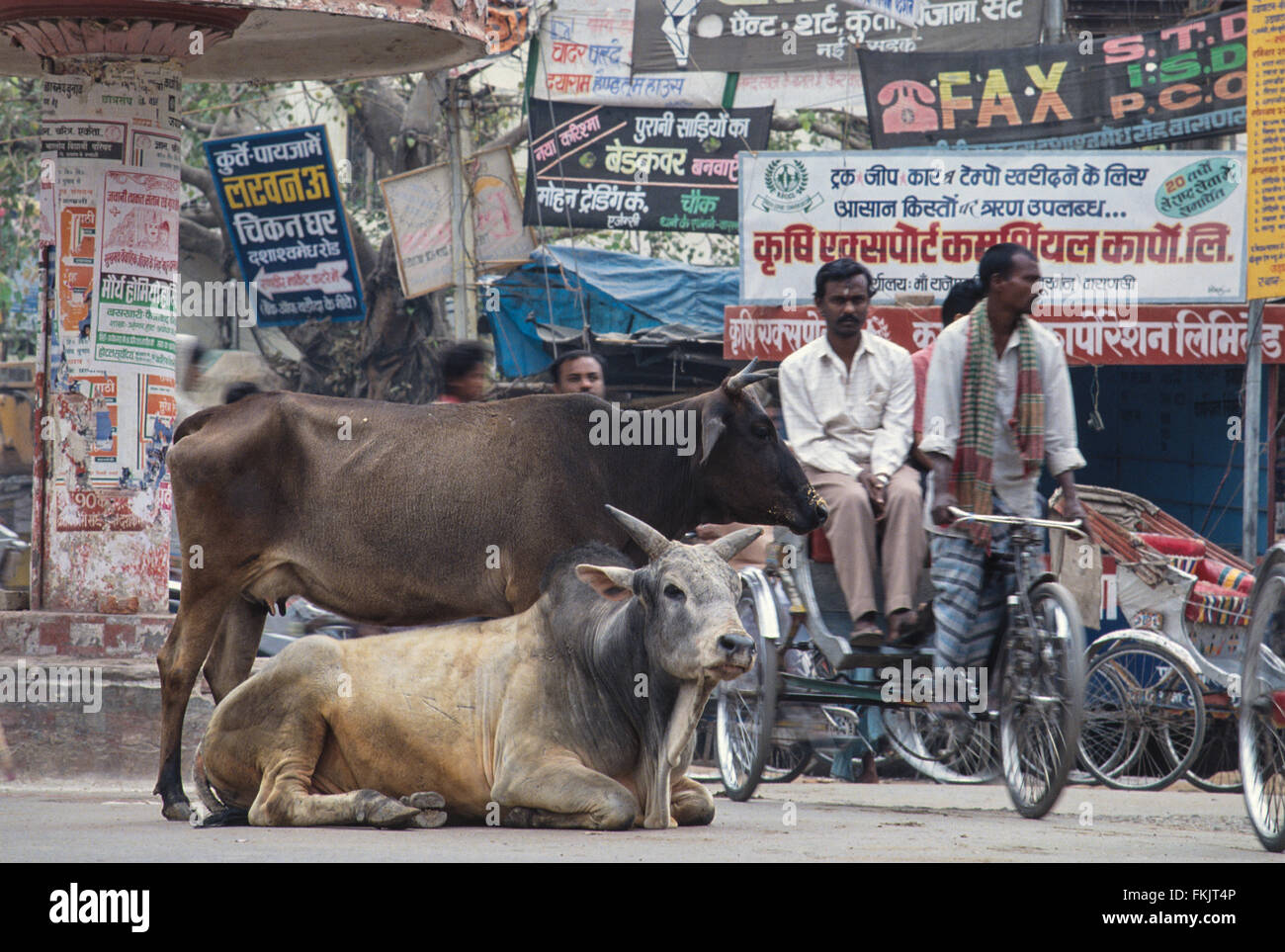 Sacro bramino bull / vacche sulla strada. Qui nel traffico a Gadolia Chowk un affollato quartiere dello shopping / area di Varanasi,l'india Foto Stock