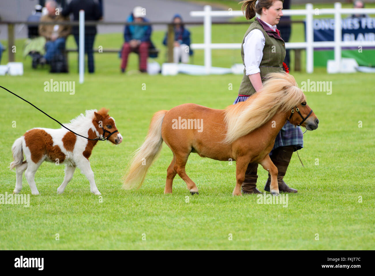 Sfilata dei vincitori presso il Royal Highland Show 2015, Ingliston, Edimburgo, Scozia, Regno Unito Foto Stock
