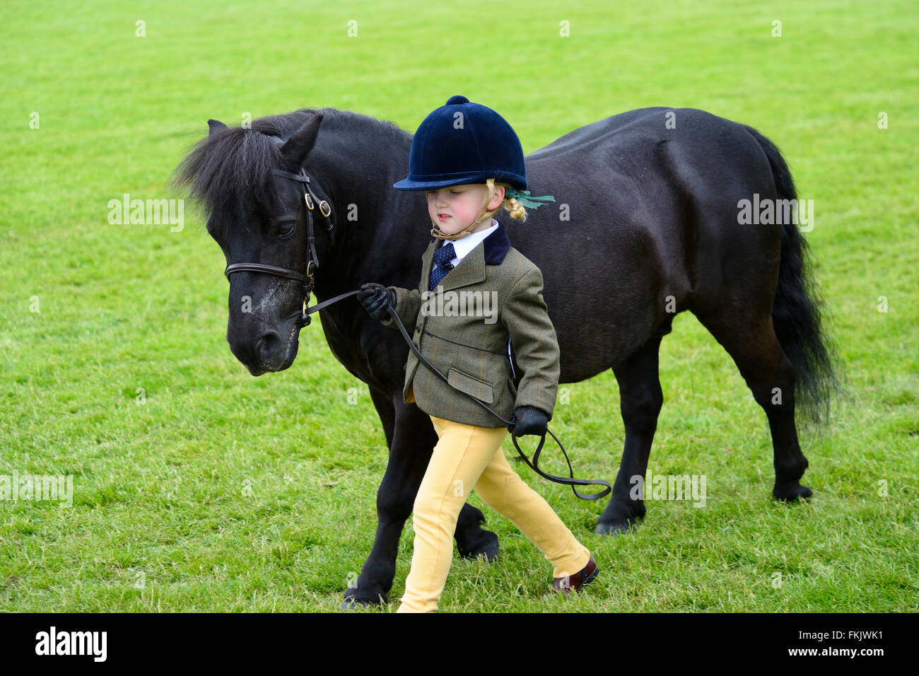 Sfilata dei vincitori presso il Royal Highland Show 2015, Ingliston, Edimburgo, Scozia, Regno Unito Foto Stock